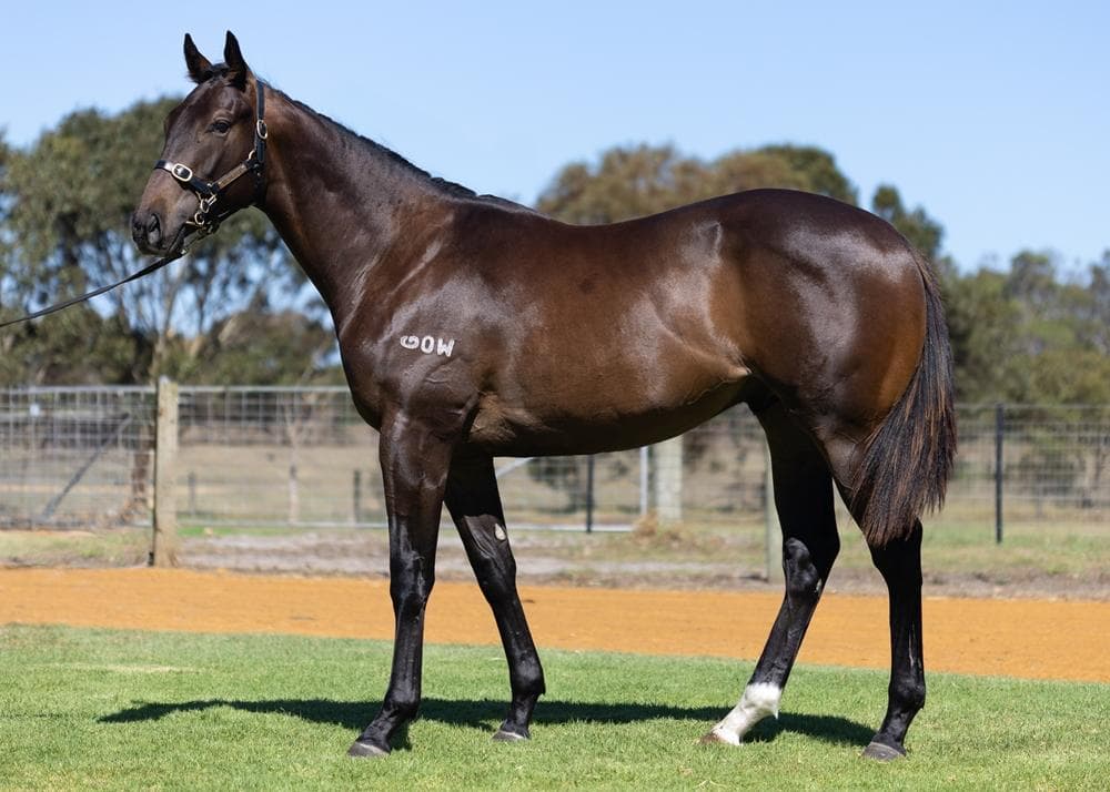 Spicer Colt on Point
