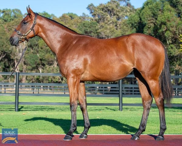 Exciting Filly Cuts Loose at Yarra Valley